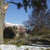 The snowstorm tattered many of the trees on campus, leaving most of the quads in