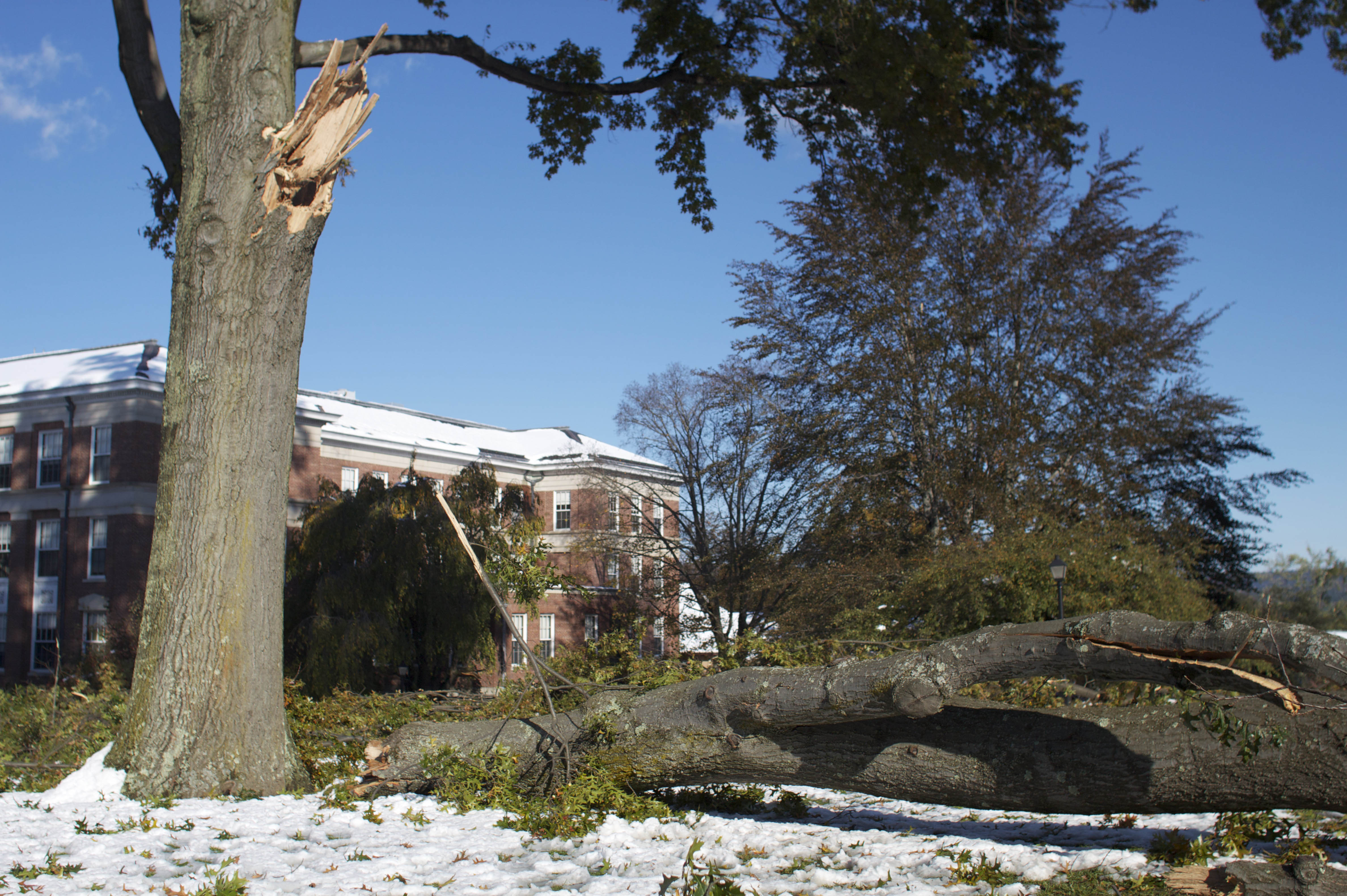 The snowstorm tattered many of the trees on campus, leaving most of the quads in